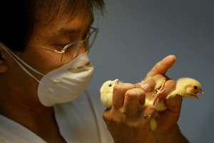 Kazuo Matzushita, un sexeur japonais, trie des poussins nÈs du jour, le 22 juillet 2003 prËs de Bourg-en-Bresse, pour sÈlectionner les futures poulardes de Bresse qui seront vendues pour les fÍtes de NoÎl. PrËs d'une centaine de sexeurs, souvent des asiatiques, trient les poussins m‚les et femelles au coeur de la France avicole, mettant en pratique une mÈthode inventÈe au Japon, il y a huit dÈcennies. AFP PHOTO JEAN-PHILIPPE KSIAZEK